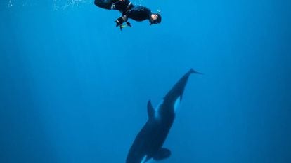 Gotzon Mantuliz nadando con una orca en el Mar de Cortés.