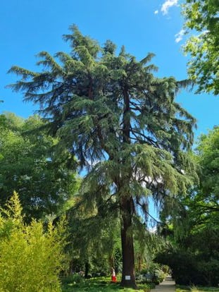 Himalayan cedar 27 meters high in the Royal Botanical Garden of Madrid.