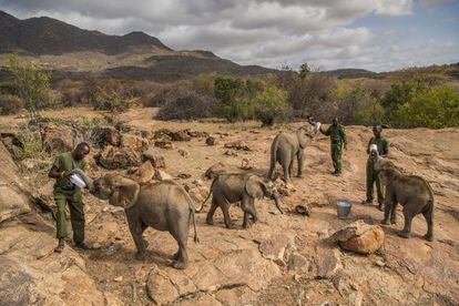 Imagen captada por la fotógrafa Ami Vitale, ganadora del primer premio de la categoría 'Nature - Stories'. La foto muestra a un grupo de trabajadores alimentando elefantes bebés en el Santuario Reteti Elephant, en el norte de Kenia, el 11 de febrero de 2017. 