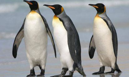 Varios pingüinos rey. 
