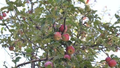 Manzanas salvajes en las montañas de Tian Shan.