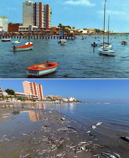 Arriba, postal de la playa de Villananitos (desde la explanada de Lo Pagán) en 1974 en la que se puede ver al fondo el desaparecido Castillo de Trucharte. Abajo, peces muertos en la playa de Villananitos, el pasado 13 de octubre.