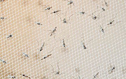 Larvas de mosquitos an&oacute;feles manipuladas gen&eacute;ticamente en el laboratorio de la Universidad de California en Irvine.