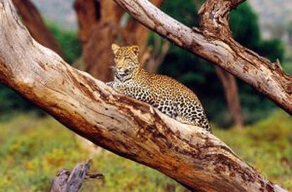 Un leopardo observando en el parque nacional Kruger (Sudáfrica).