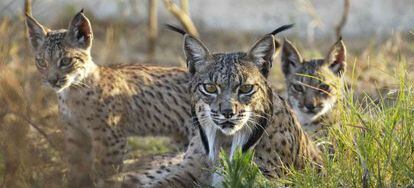 Ejemplares de lince ibérico nacidos en el centro de cría en cautividad El Acebuche, en Doñana, Huelva.