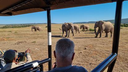 Varios turistas observan elefan