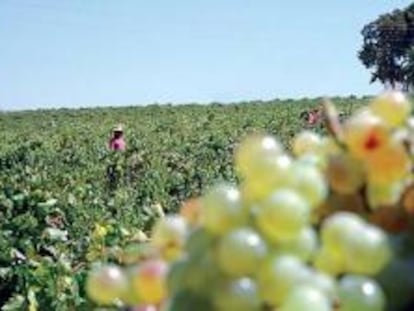 Jerez experimenta con 40 nuevas variedades de vino tinto