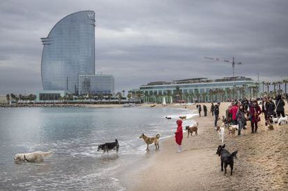 El Partit Animalista reclama 500 metres de platja per als gossos a Barcelona.