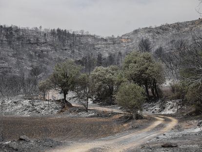 Efectos del fuego en la zona de Artesa de Segre. En la imagen, bosque quemado en los alrededores de Baldomar.