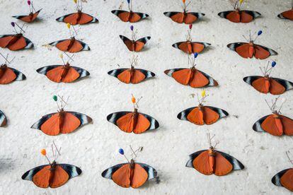 Las mariposas no solo se capturan del ecosistema si no que directamente se crían ilegalmente para luego traficar con ellas en forma de bisutería o productos de decoración como cuadros.