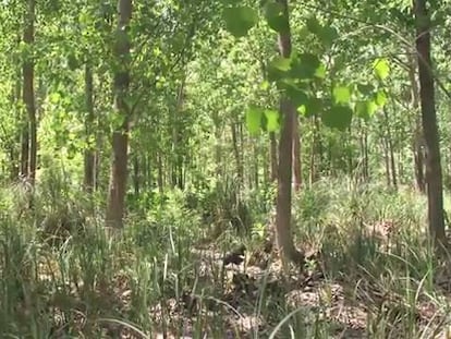 En Argentina, los gatos son los mejores amigos del medio ambiente