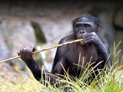 Uno de los bonobos del zoo de San Diego.
