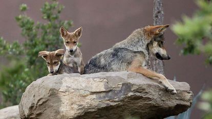 Dos cachorros de lobo gris mexicano junto a su madre, en Saltillo.