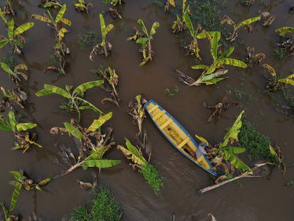 Jose Lucio de Freitas, cosecha los plátanos que se salvaron en su plantío dañado por la crecida del río Careiro da Varzea, el 20 de mayo de 2022, en el estado de Amazonas, en Brasil.