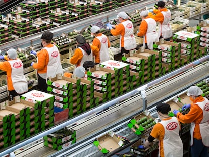 Trabajadores en las instalaciones de Trops situadas en la comarca de la Axarquía.