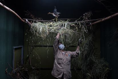 Una veterana de un centro de rehabilitación de fauna silvestre en Bogotá, acomoda el hábitat natural de una tingua mientras termina su proceso de rehabilitación.