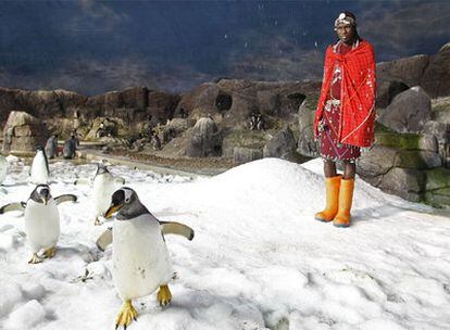 El jefe de una tribu masai, William Kikanae, rodeado de pingüinos durante su visita a Faunia.