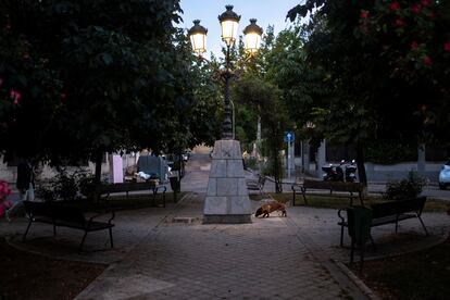 Un perro rastrea en la acera de la Plaza Circular, en la colonia Los