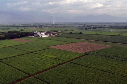 Vista aérea de plantaciones de caña de azúcar cerca de Corinto, departamento del Cauca, el 24 de agosto de 2022.
