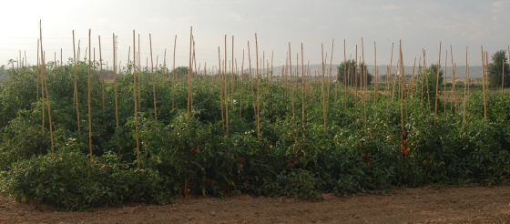 Las plantaciones de tomate en la finca La Isla de Arganda del Rey