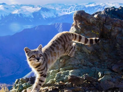 Gato andino fotografiado en 2017 en la región de Coquimbo (Chile).