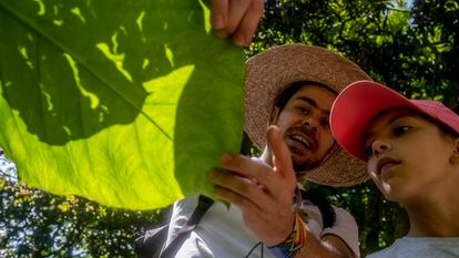 Lucas Posada  muestra la hoja de la planta Mafafa, comestible, en Medellín, Colombia.