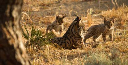Un ejemplar de lince, junto a sus crías.