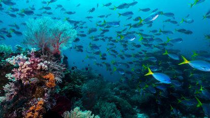 La biodiversidad de los arrecifes de coral.