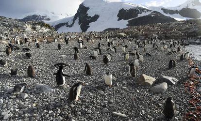 Colonia de pingüinos gentús en la isla de Cuverville, en la Península Antártica.