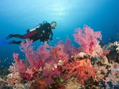 Coral en el Mar Rojo, en Egipto.