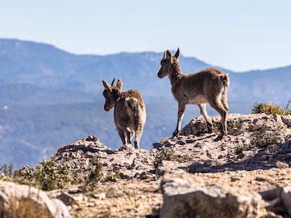 Una pareja de cabras huye de las zonas quemadas por el incendio de Castellón en la cumbre del Morrón de Campos, un observatorio forestal a casi 1.000 metros de altura sobre el embalse de Arenós y la comarca del Alto Mijares, en una imagen tomada el pasado lunes.