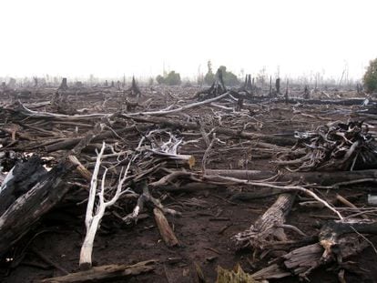 La quema de &aacute;rboles para dejar paso al cultivo de la palma est&aacute; acabando con las selvas tropicales de Indonesia