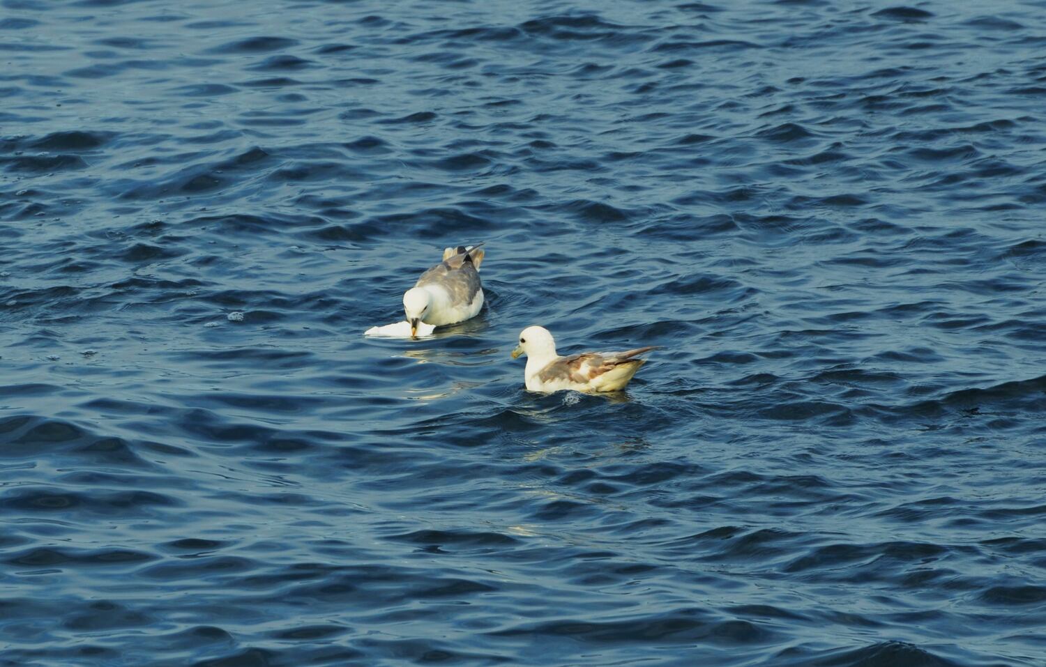 Un fulmar septentrional masticando un fragmento de plástico blanco en el mar.