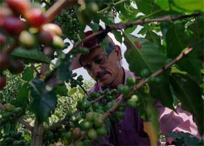 Un técnico agrónomo examina un cafeto <i>(Coffea arábica)</i> en un cultivo colombiano.