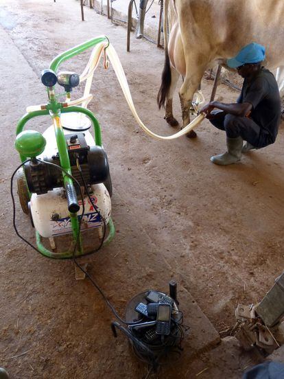Un joven ordeña con una máquina que permite extraer 10 litros de leche cada 20 minutos en una granja agropastoral de Aga Babou, en Senegal.