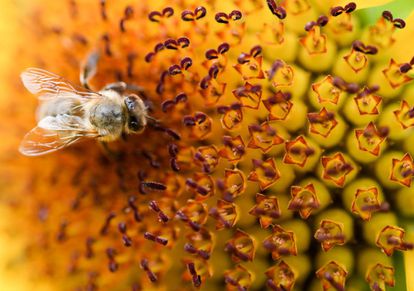 Detalle de una abeja en Maintal (Alemania).