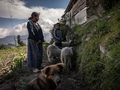 Una abuela y su nieto alimentan a sus borregos en la aldea Taltimiche, en Comitancillo (Guatemala), en mayo de 2022.