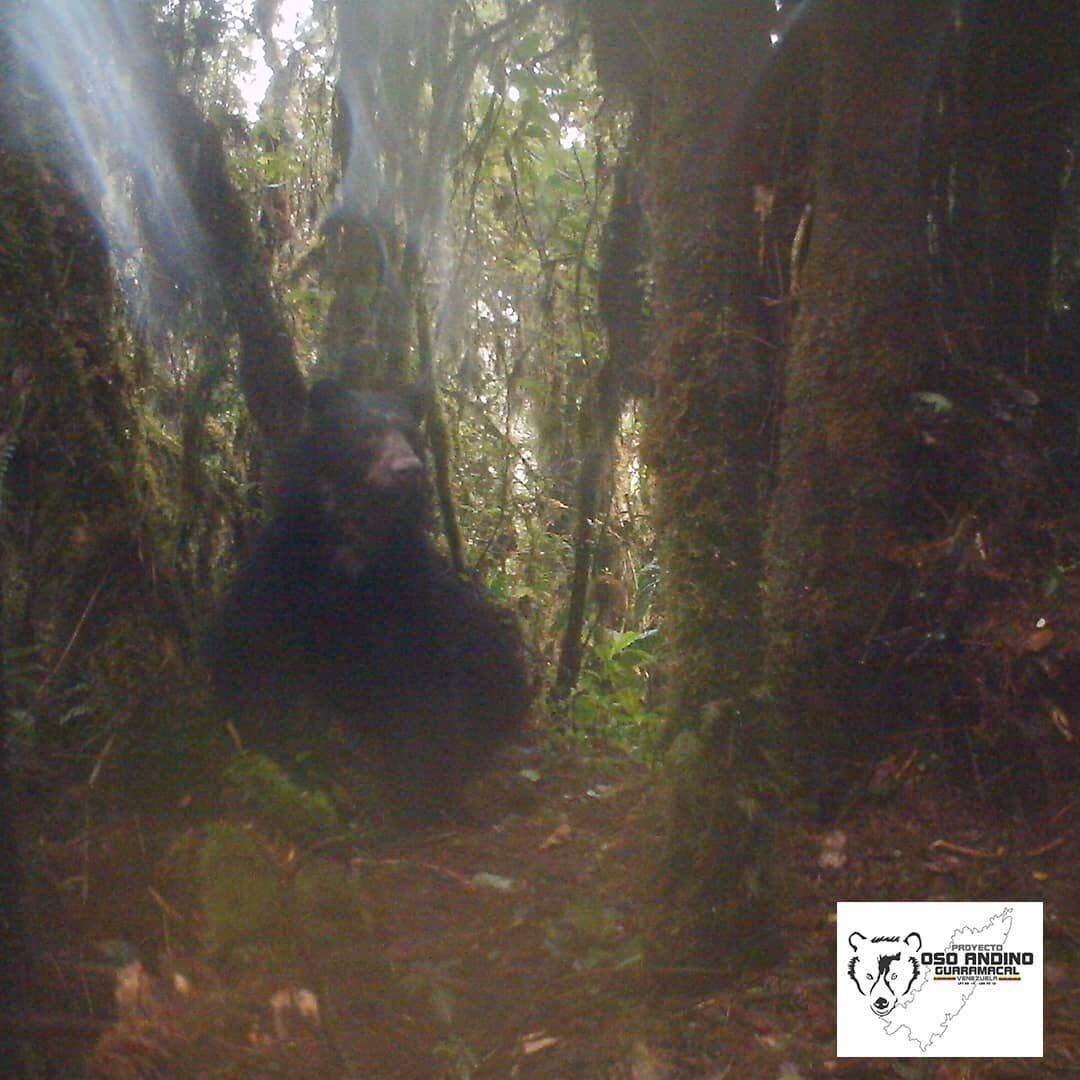 Un ejemplar de oso andino, captado por una cámara oculta en un bosque de Venezuela.