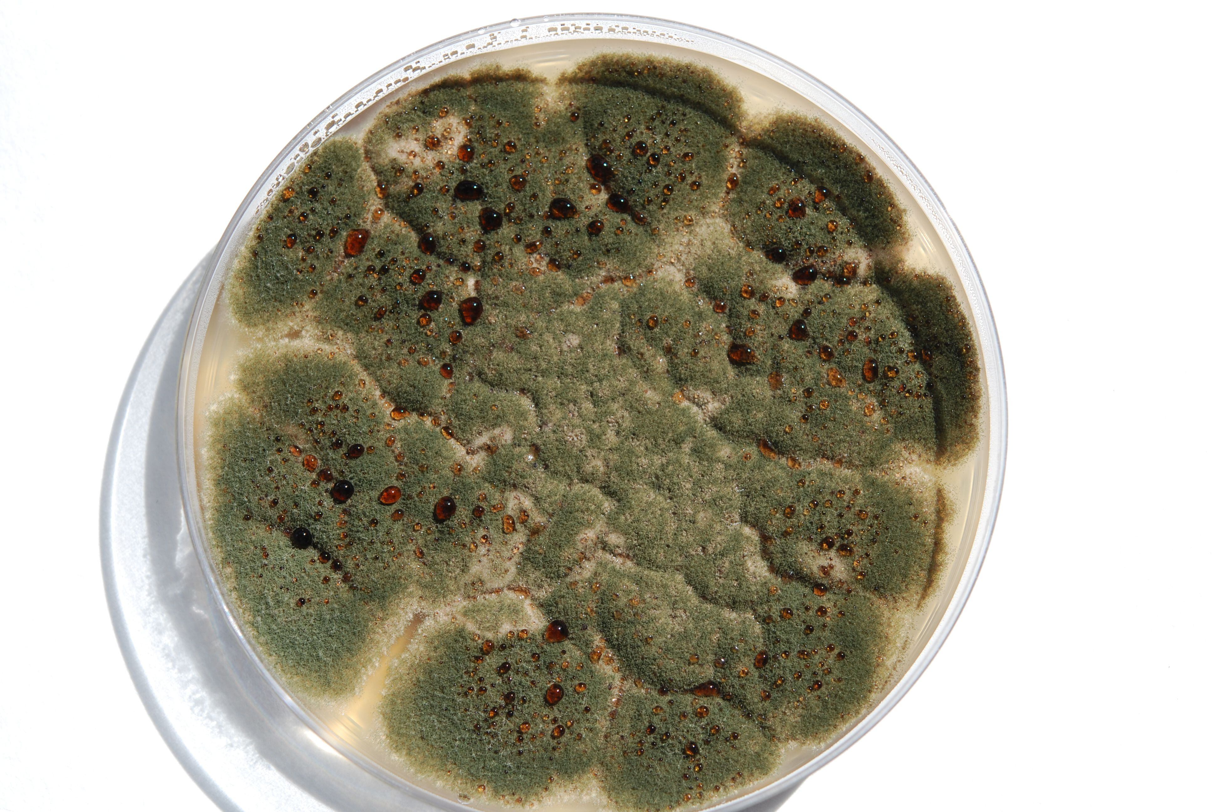Colonia de 'Aspergillus', hongo causante de la aspergilosis -reacciones alérgicas e infecciones en los pulmones y otros órganos- creciendo en Agar extracto de Malta, que se usa para el cultivo de hongos.