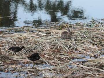 Animales flotando en las balsas formadas con la poda.