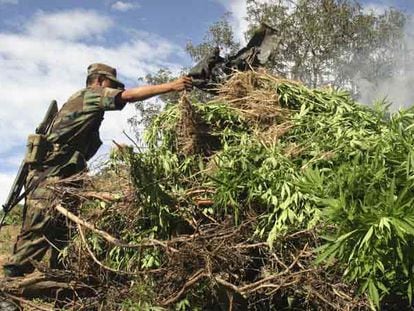 Un soldado mexicano quema una plantación de marihuana en Aguililla, en el Estado de Michoacán.