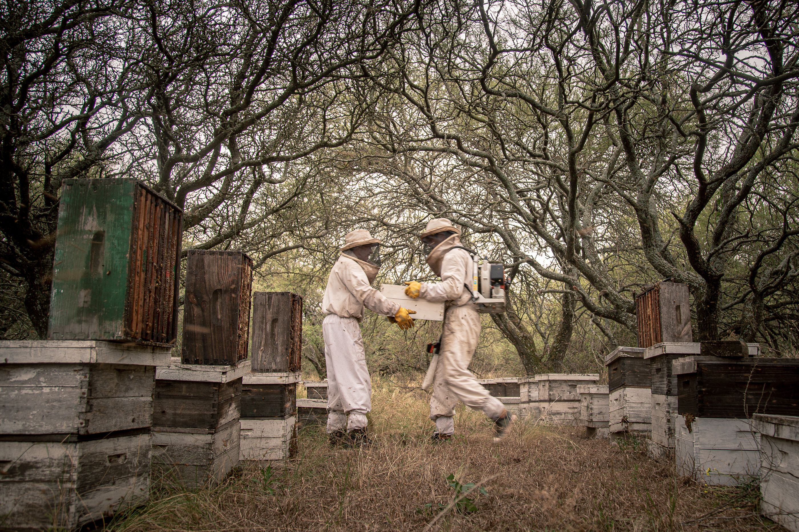 Federico Rost le enseña a Pablo Schneider, de 18 años, los secretos de la apicultura artesanal. 