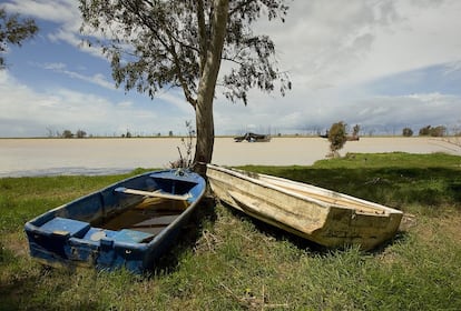 Los riacheros emplean estas barcas para llegar hasta las embarcaciones que utilizan para pescar ilegalmente angulas en el bajo Guadalquivir.