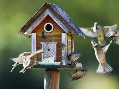 Un grupo de gorriones revolotea alrededor de un comedero para pájaros en Putgarten (Alemania).