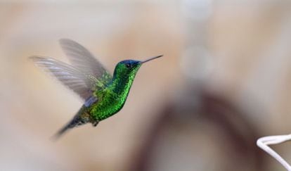 Un colibr&iacute; gorriazul en la reserva Jard&iacute;n Encantado.
