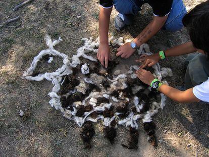 La lana encontrada por el campo puede ser un material perfecto para crear una obra de arte.