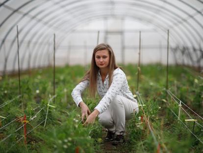 La bióloga ucrania Yulia Kobirenko, en un invernadero con plantas de guisante en el Instituto de Agricultura Sostenible, en Córdoba.