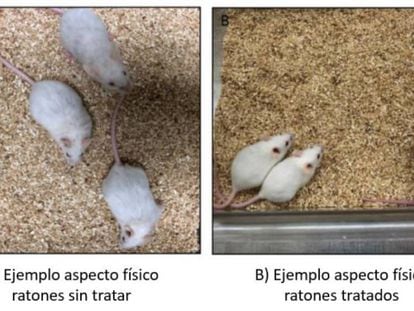 Imagen comparativa de ratones que recibieron el tratamiento.