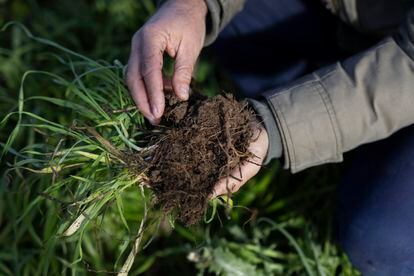 Arriba, el investigador Marc Gràcia coge tierra de una finca cercana; abajo, tierra de su huerto, en la finca Planeses (Girona). 