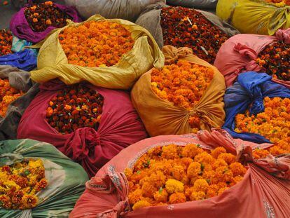 Muestras de flores en el festival Grand Floral Affair, en Jaipur (India).